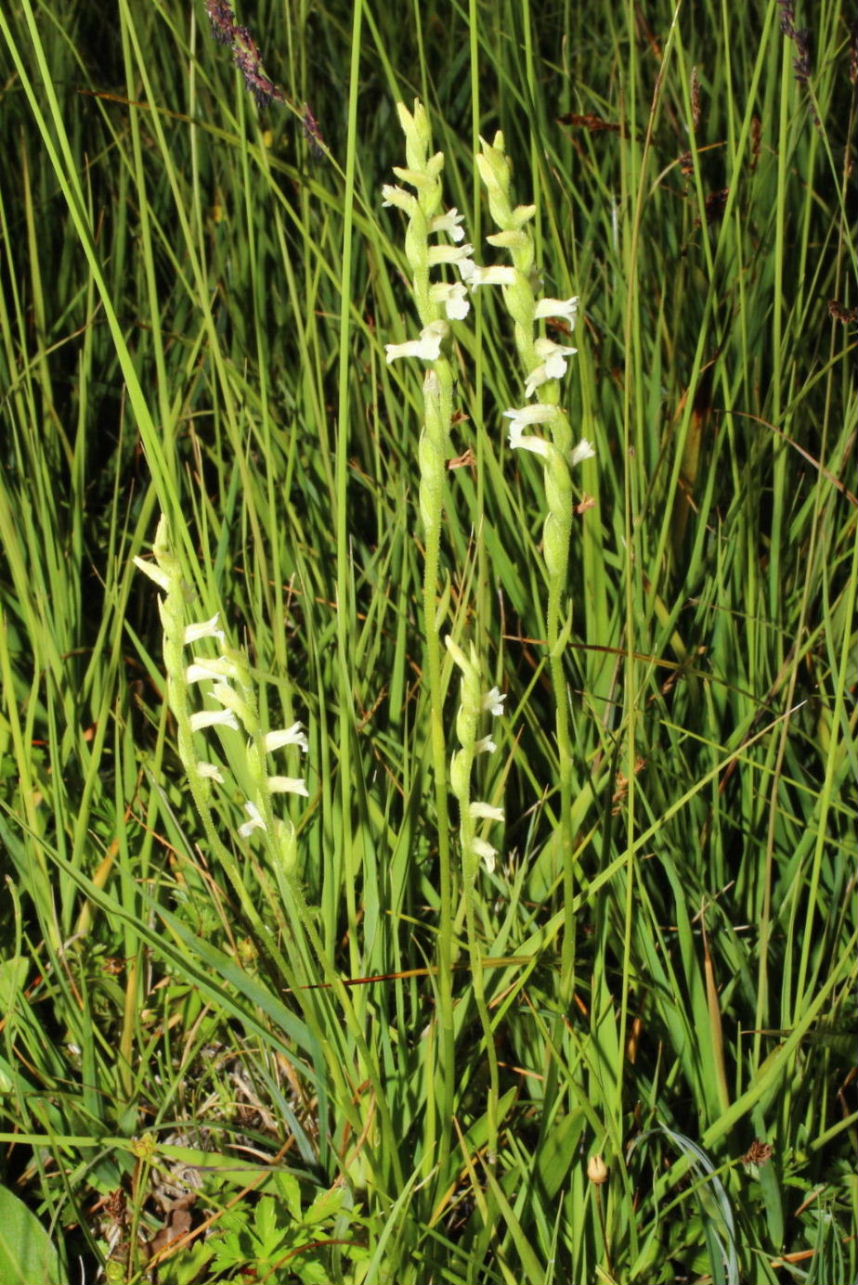 Spiranthes aestivalis - Parco dellAveto (GE)